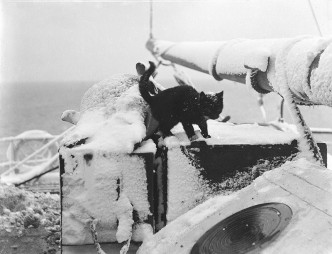 Cat on Steam Yacht ‘Morning’